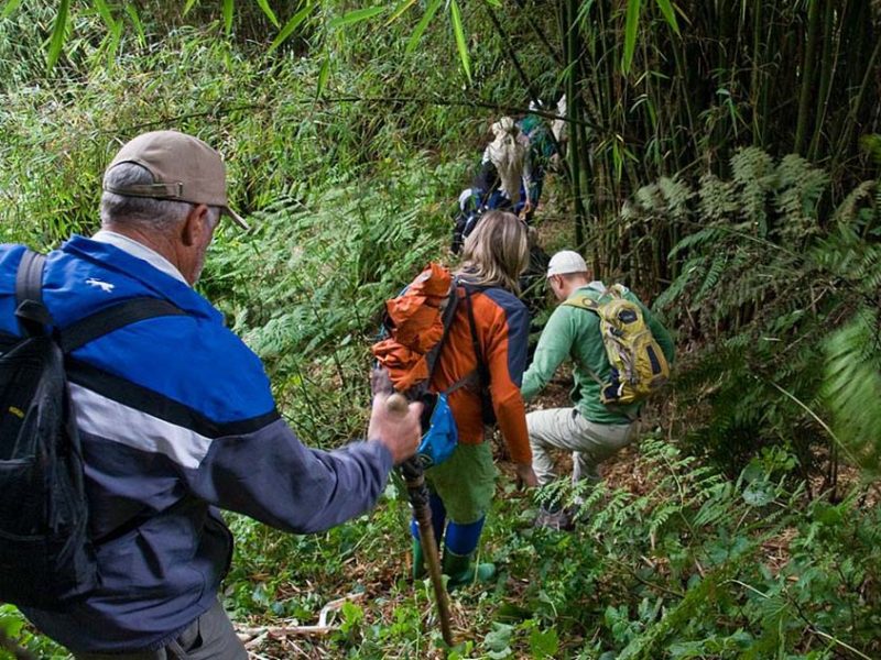 Gorilla Trekking Safaris Uganda