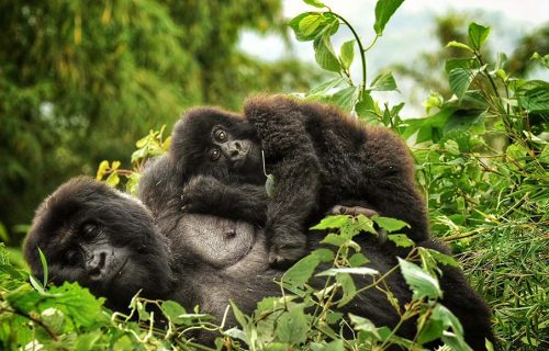 Bwindi Gorilla Uganda Safari