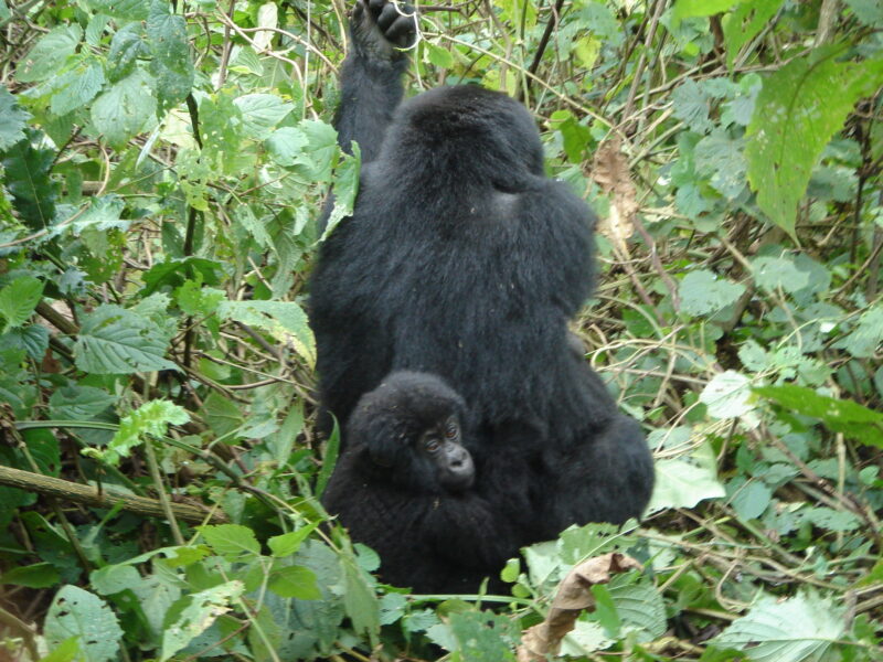 Bwindi Gorilla Uganda Safari