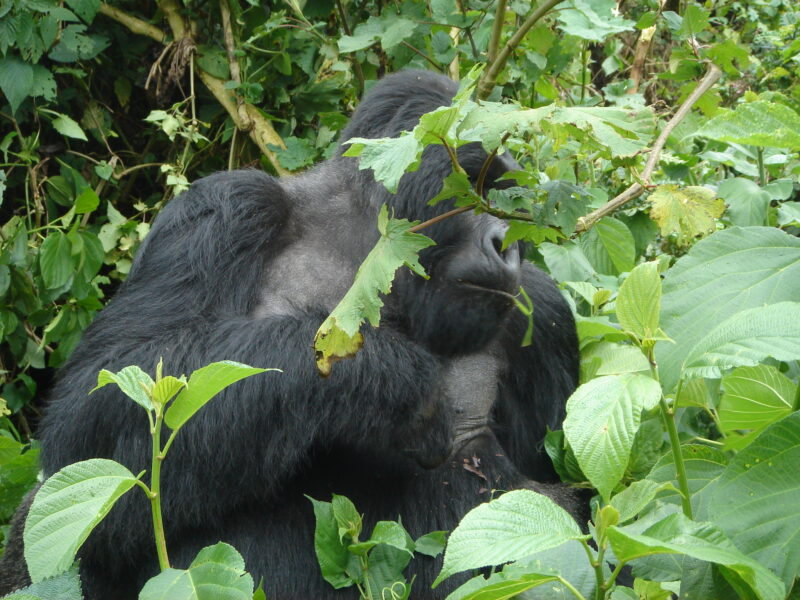 Rwanda Primates Safari