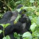 Rwanda Primates Safari