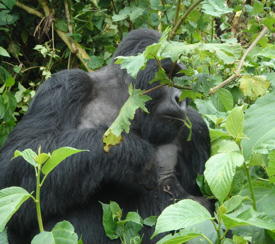 Rwanda Primates Safari