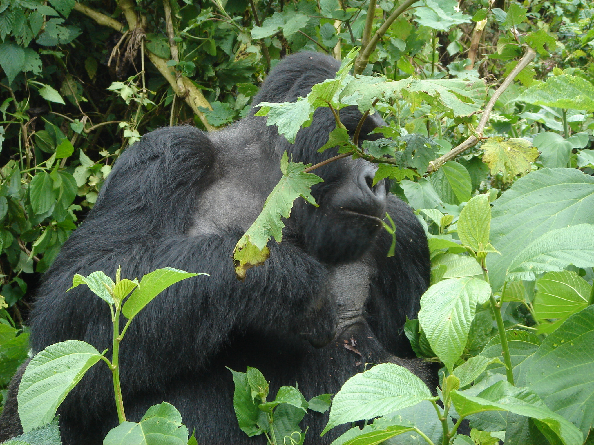 Rwanda Primates Safari