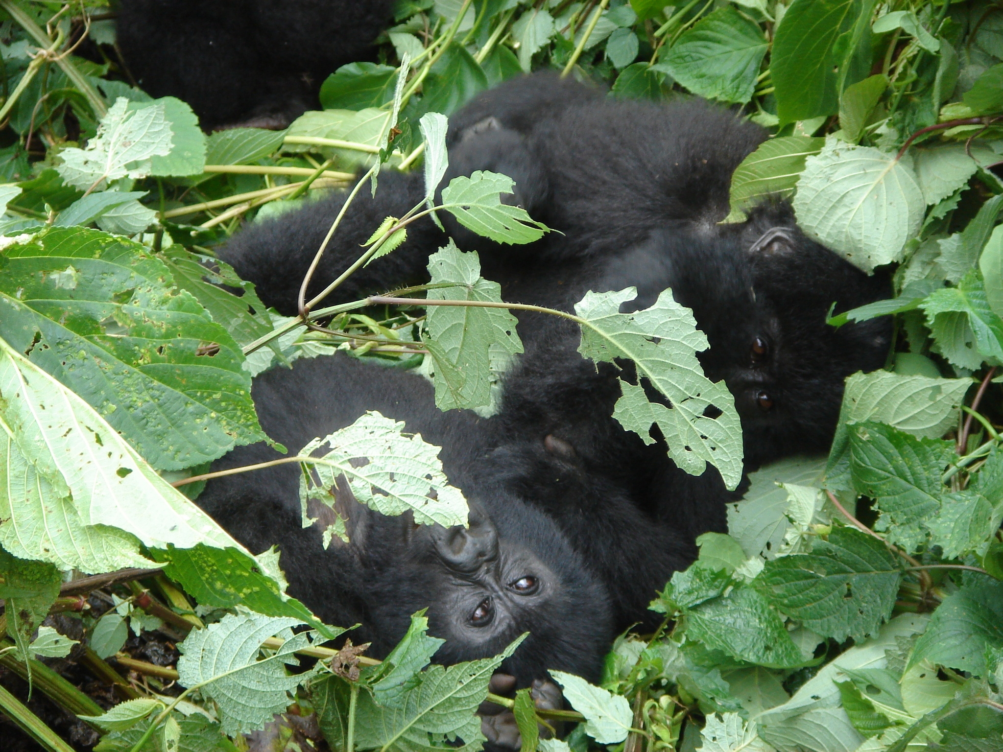 Rwanda Gorilla Trekking Safari