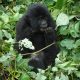 Rwanda Gorilla Trekking