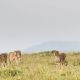 Tanzania Wildlife Exclusive Adventure Tour