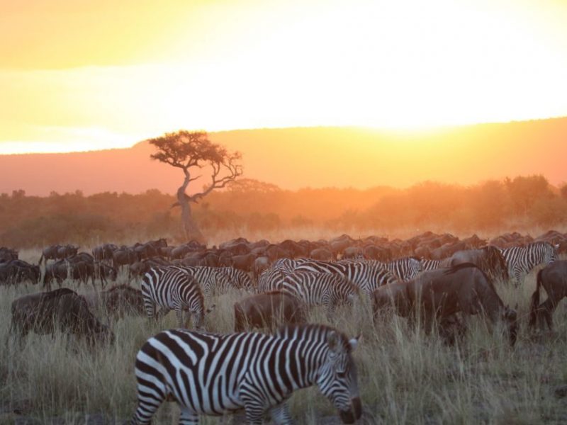 Wildebeest Safari Tanzania