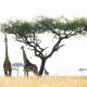 Tanzania Wildlife Adventure Safari