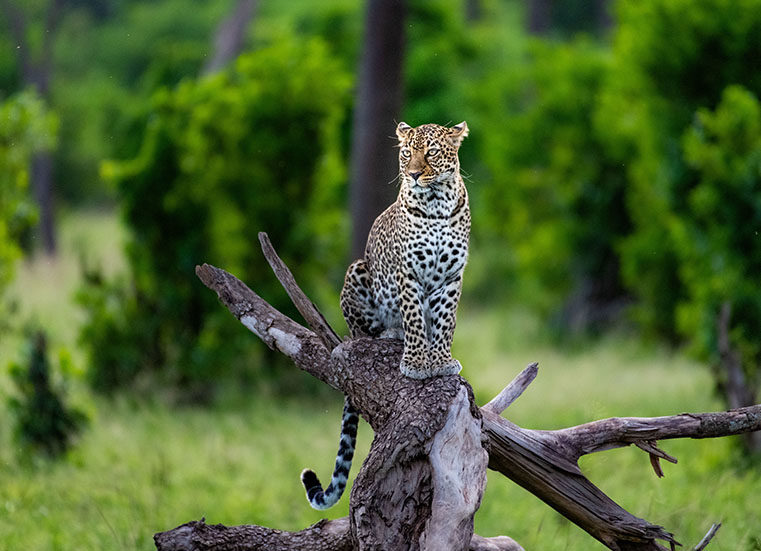 Kenya Wildlife Safari